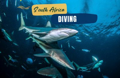 sud Africa immersioni squali