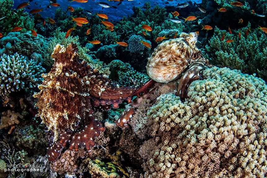 reef sharm el sheik sharks bay 