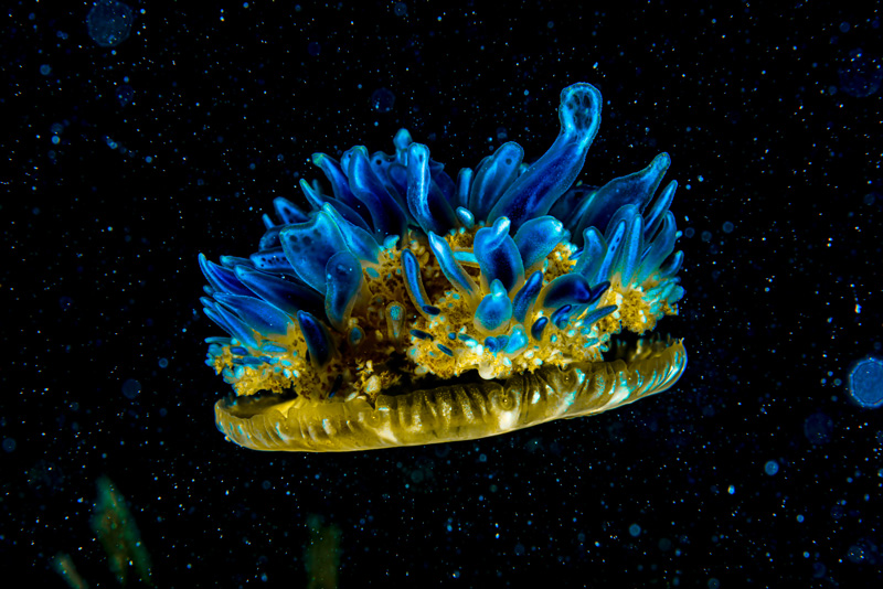 specie rara marina fotografata da Lorenzo di Aqualung