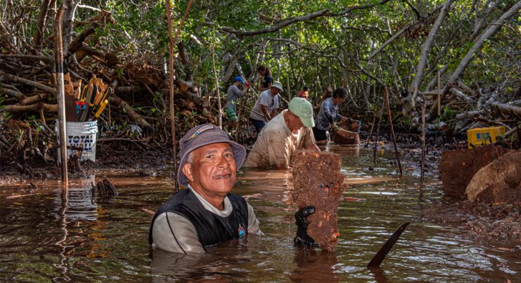 recupero mangrovie aqualung