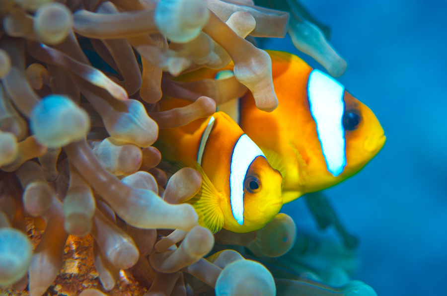 Barriera corallina, pesce pagliaccio nel Mar Rosso