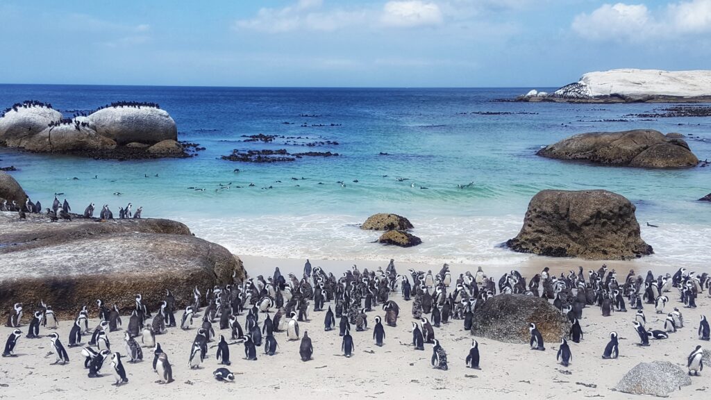 spiaggia pinguini sudafrica