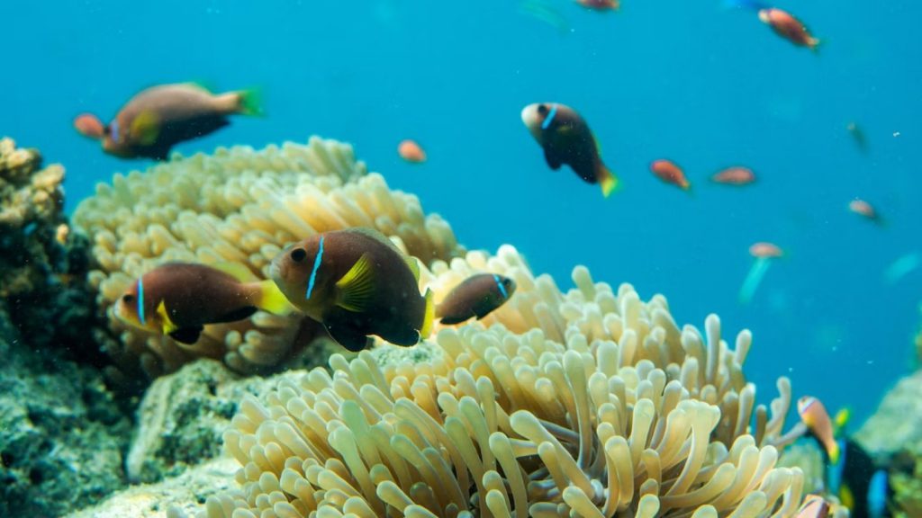 anemoni e coralli immersioni sub alle maldive