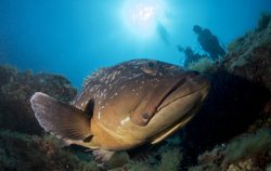Cernia isole Medes vacanze sub