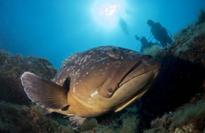 Cernia isole Medes vacanze sub
