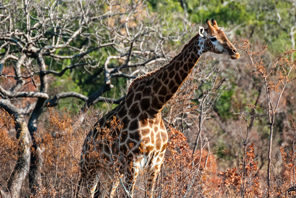 Giraffa parco sud africa