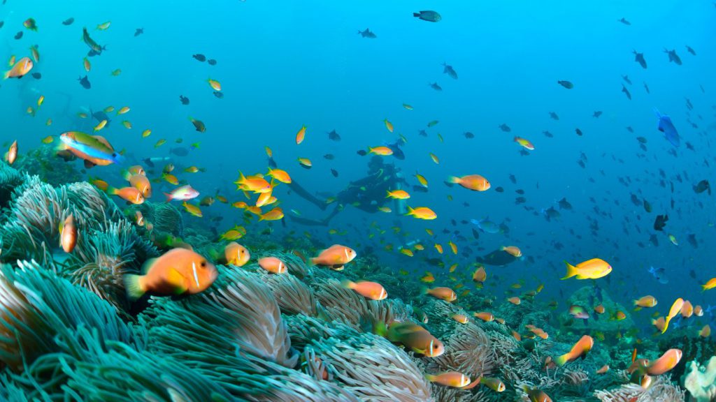 barriera corallina hanifaru bay maldive