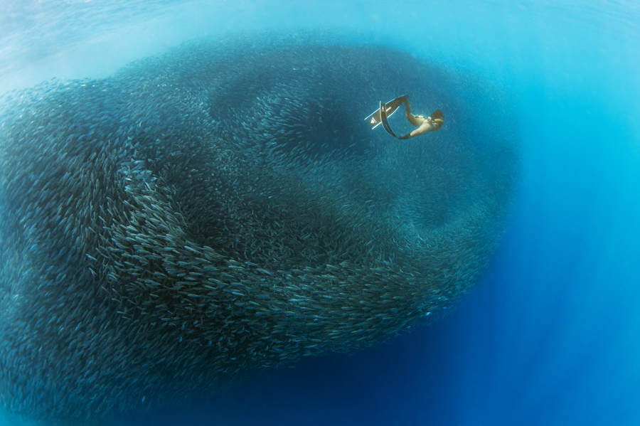 apnea sardine run