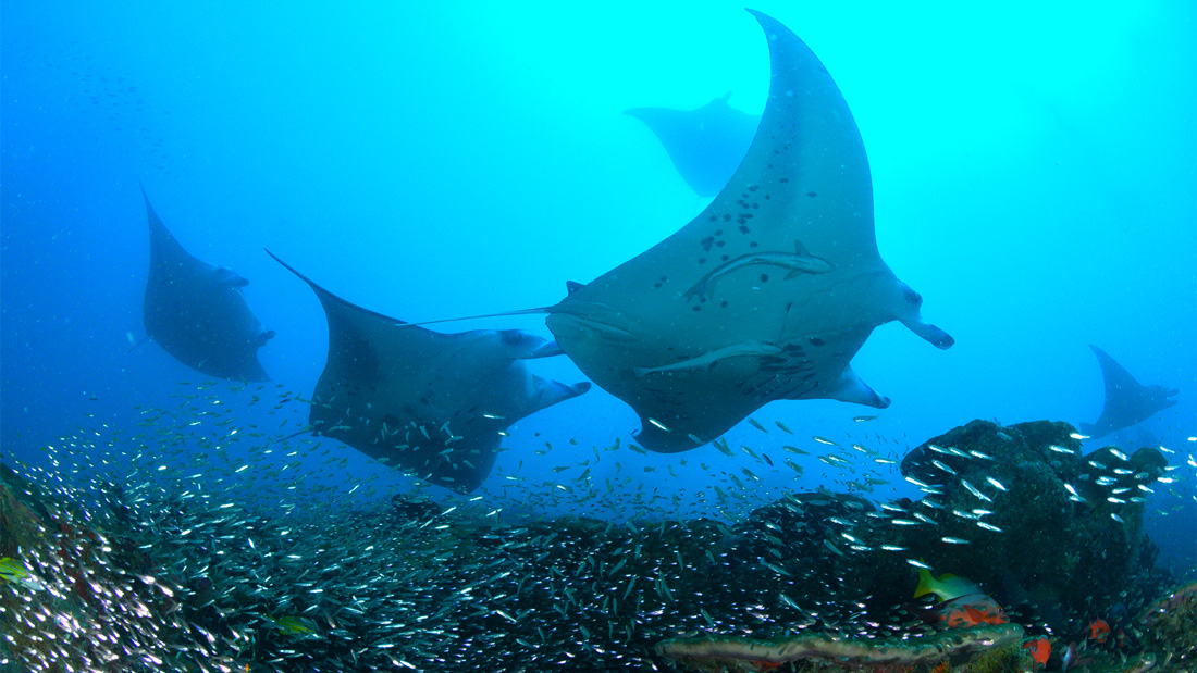 Crociera indonesia Manta Trust 