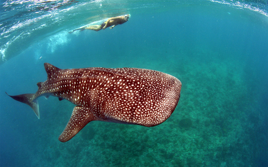 squali balena e snorkeling