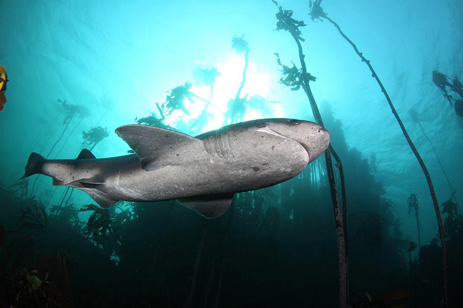 Squalo maculato foreste di kelp in sud africa