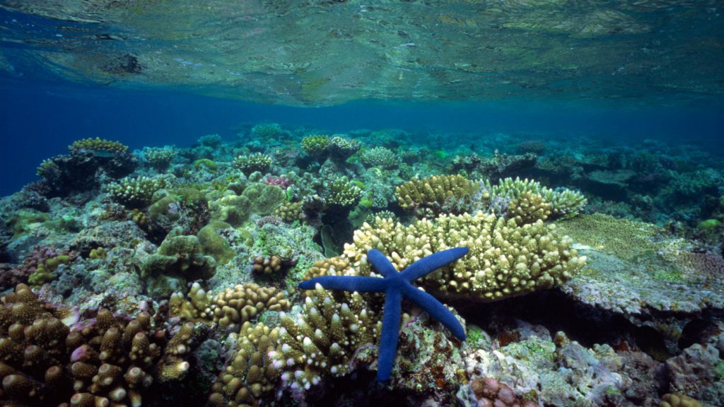 Stella-marina-blu-su-barriera-corallina