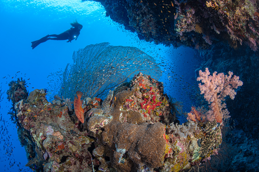 gorgonie immersione subacquea