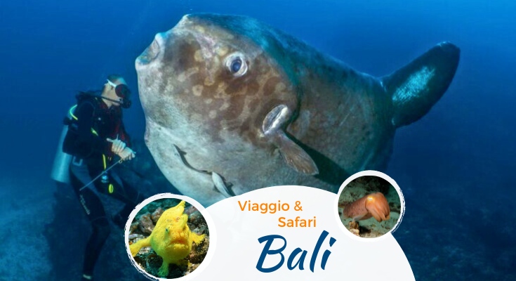 Viaggio subacqueo a Bali indonesia