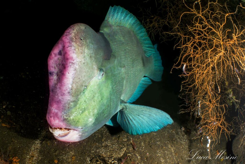 pesce fondale marino a bali