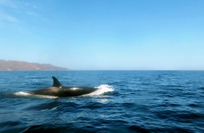 Orca Baja California mexico