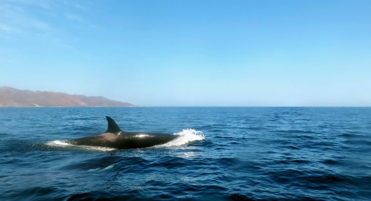 Orca Baja California mexico