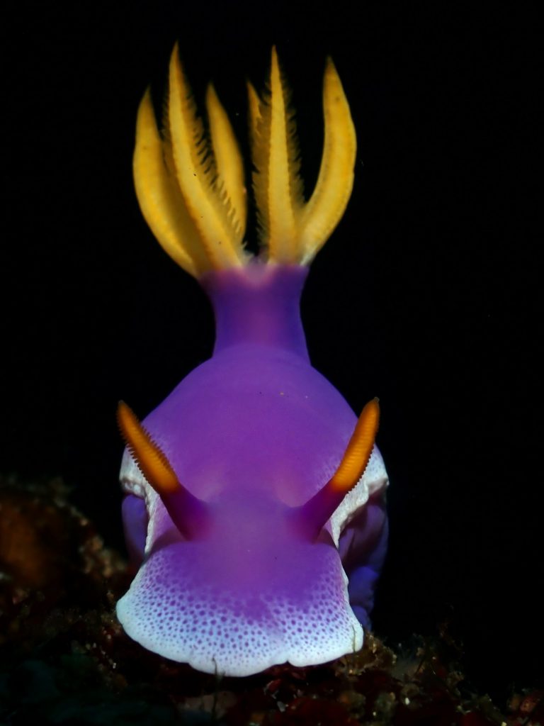 Class COMPACT-category NUDIBRANCH-1ST place-JAYSON CEDRICK APOSTOL