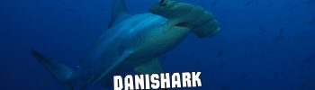 Danishark mozambico nosytour