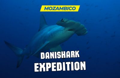 Danishark mozambico nosytour