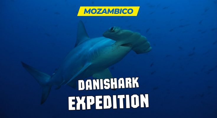 Danishark mozambico nosytour