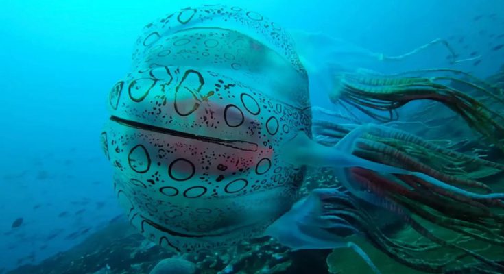 medusa avvistamento unico in australia