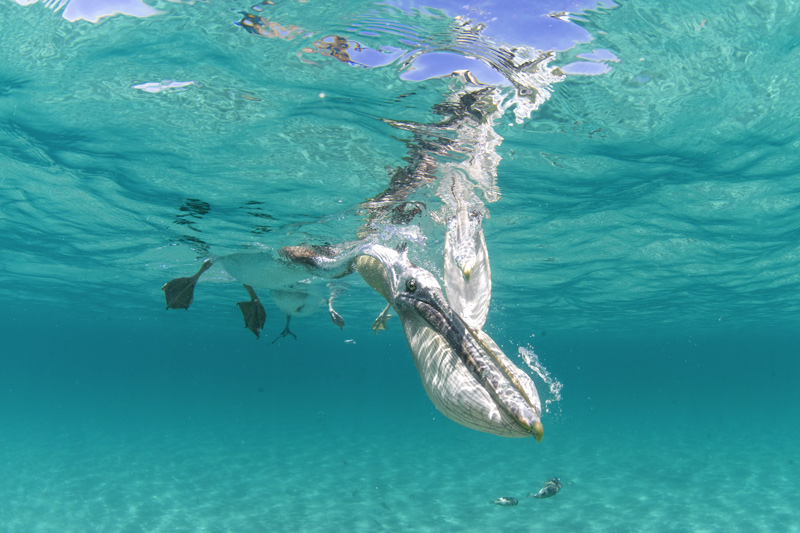 pellicano becco durante immersione predatoria