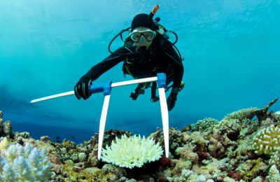 Scienziato barriera corallina