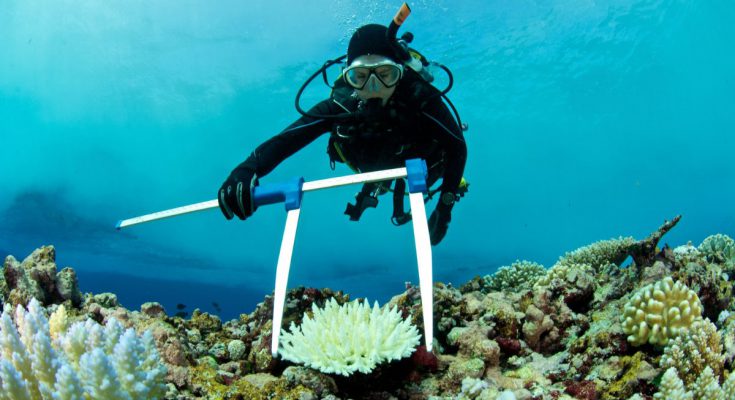 Scienziato barriera corallina