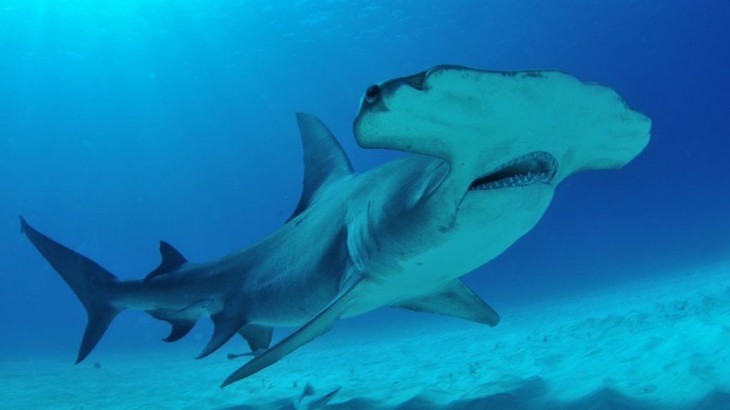 muso e occhi dello squalo martello