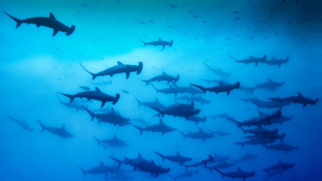 gruppo sociale squali martello
