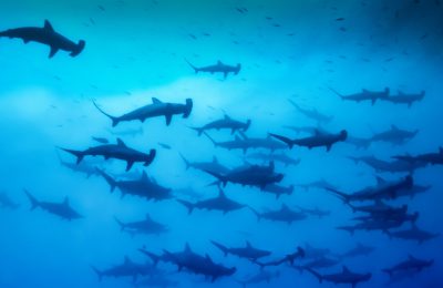 centinaia squali martello