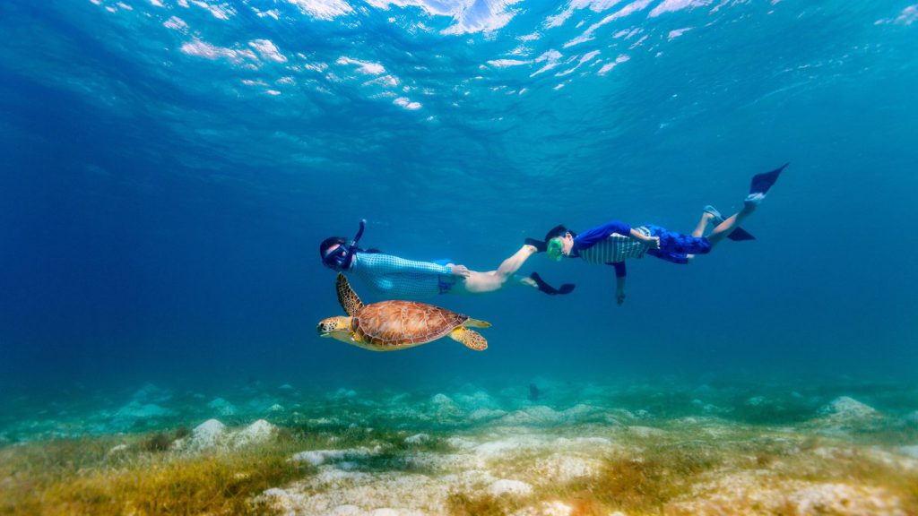 snorkeling con tartaruga