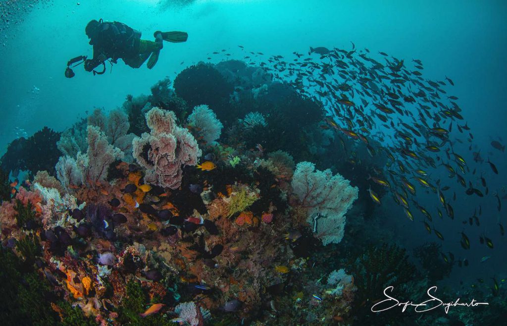 immersione subacquea da barca in Indonesia , reef mar di banda