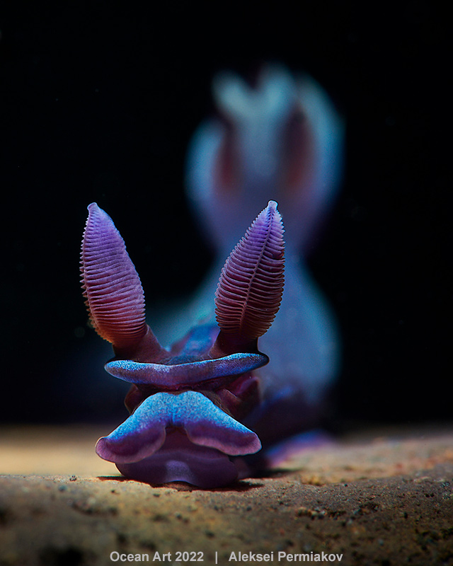 nudibranco blu e viola marco foto