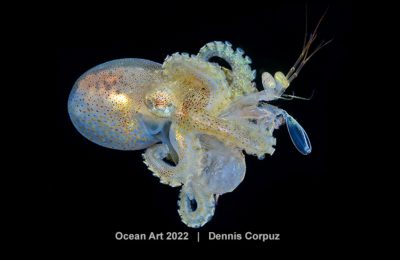 Ocean art octopus 2023