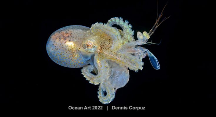 Ocean art octopus 2023