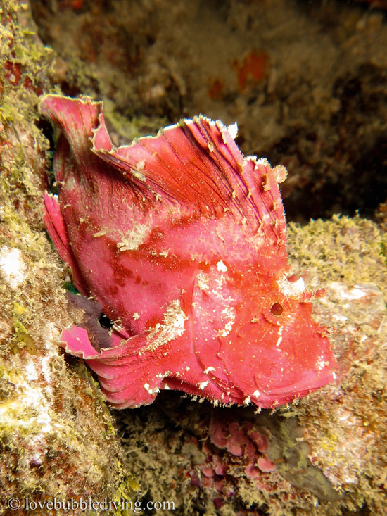 Pesce-Foglia-Rosa---Nosy-Be-madagascar