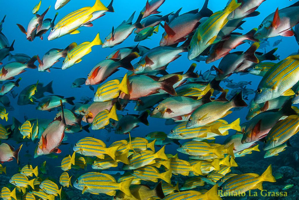 banco pesci in acqua polinesia