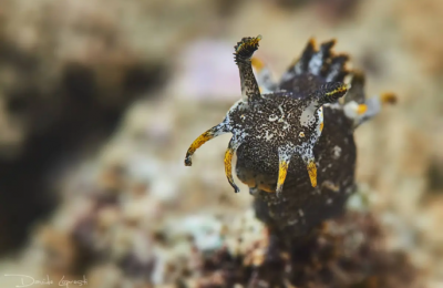 Polycera hedgpethi nudibranco invasivo