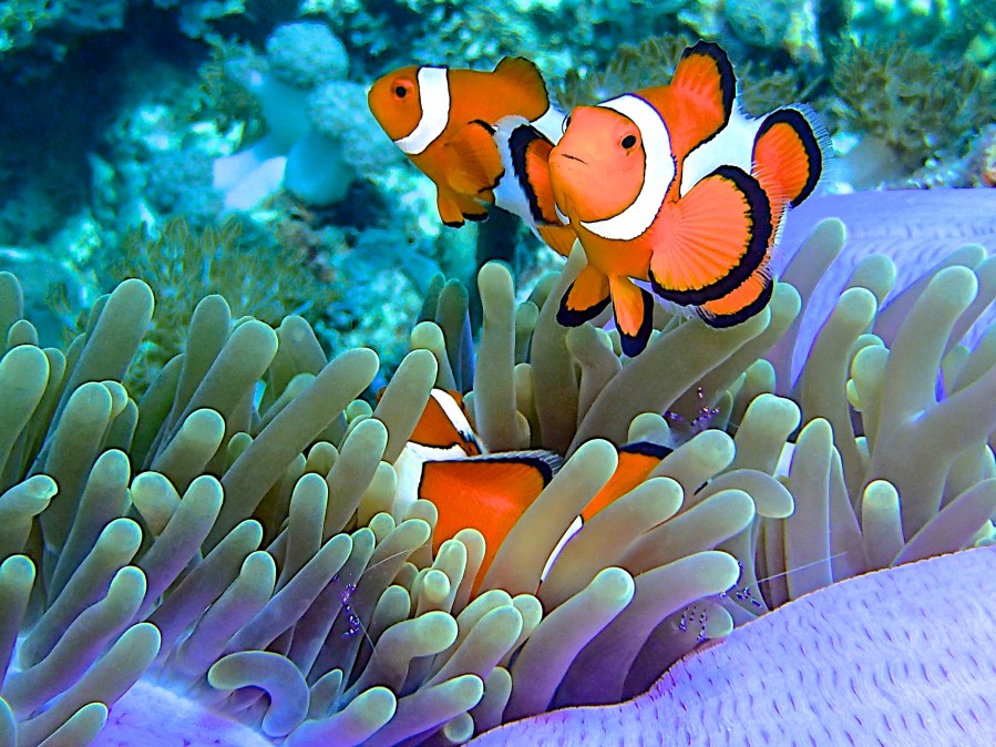 pesce pagliaccio tra i coralli in indonesia a raja ampat