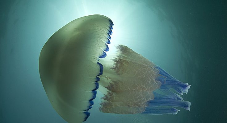 medusa in mare, puntura