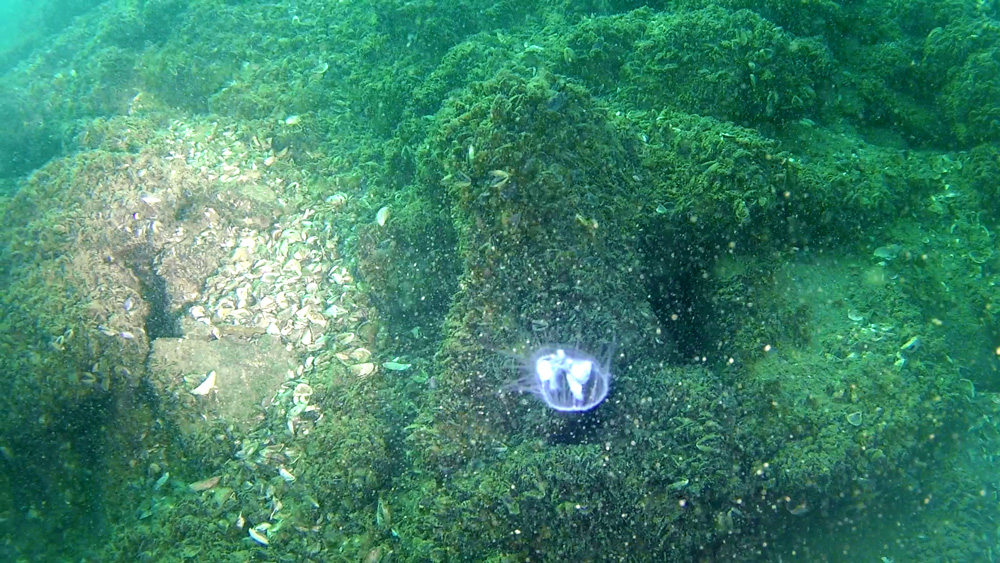 medusa-lago-lugano