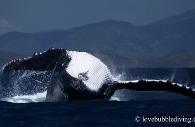 megattera-back flip-madagascar-albatros