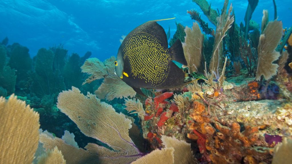 pesce angelo  florida keys barriera corallina reef