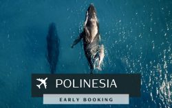 polinesia crociera sub mete subacque balena