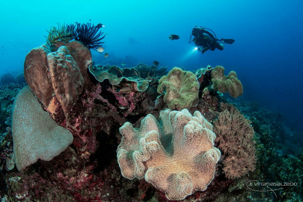 immersioni e tuffi sub nelle filippine cebu fondale marino