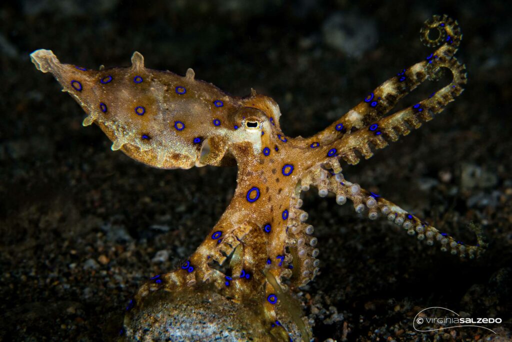 macro octopus di virginia salzedo