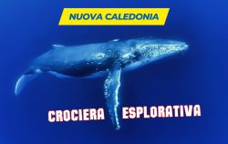 crociera sub nuova caledonia balena