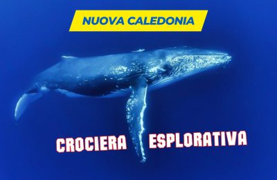 crociera sub nuova caledonia balena